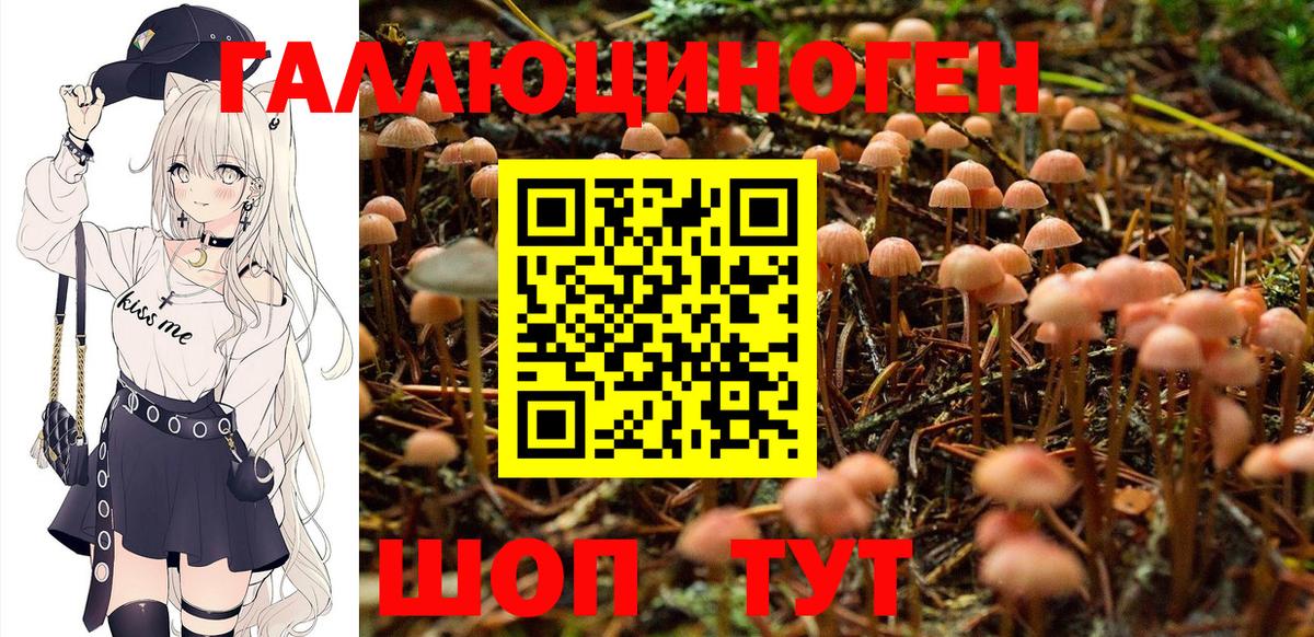 Галлюциногенные грибы Psilocybine cubensis Балаково